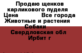 Продаю щенков карликового пуделя › Цена ­ 2 000 - Все города Животные и растения » Собаки   . Свердловская обл.,Ирбит г.